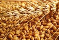 Озвучено причини падіння цін на пшеницю