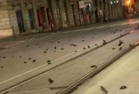 В Италии из-за новогодних фейерверков погибли сотни птиц