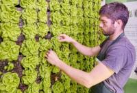 В супермаркетах України з’являться вертикальні ферми для вирощування зелені