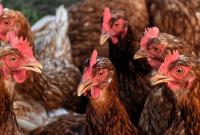 На Київщині зафіксували новий випадок пташиного грипу