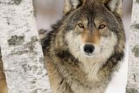 На Хмельниччині вовки тримають у страху декілька сіл