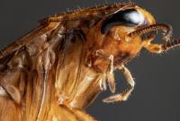 Тараканы не единственные насекомые, способные пережить ядерную войну, - ученые