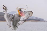 В Сенегале сотни пеликанов погибли из-за заразного птичьего гриппа