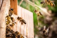 На Одещині через аномальне тепло почали виліт бджоли