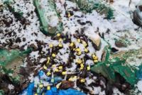 Вблизи Львова обнаружена свалка медицинских отходов