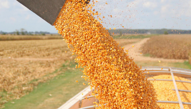 Сколько потеряет Украина урожая зерновых из-за войны - прогноз британской разведки