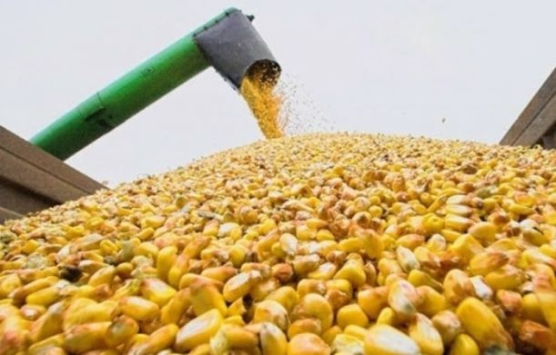 В Украине готовятся к сжиганию зерна, которое не пошло на экспорт: его негде хранить