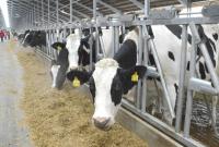 В уряді нагадали, хто отримуватиме дотації за корів