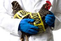 Європа переживає найбільший в історії спалах пташиного грипу