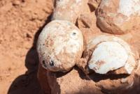 У Бразилії знайшли гніздо з яйцями динозавра, яким 60 млн років