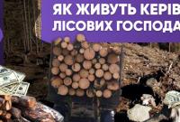 Вирубка лісів в Україні: як очільники лісгоспів наживаються на "чорній деревині" та якими способами приховують статки