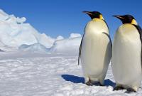 Украинские полярники показали, как "маршируют" пингвины