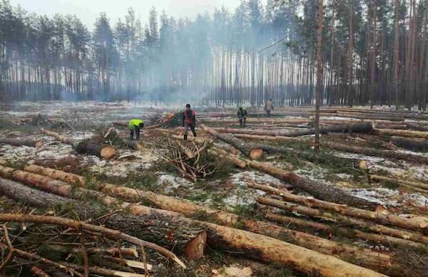 Комунальні лісгоспи або підпорядкують "Лісам України", або приватизують - ЕКО-інформ