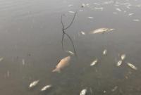 Экологическая катастрофа в Житомирской области. Вода в реках превращается в клей