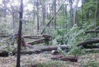 Из-за урагана в Черниговской области повреждено около 500 га леса