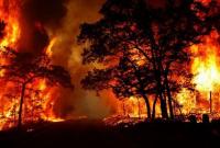 В зоне АТО в Луганской области горит лес, - Гослесагентство