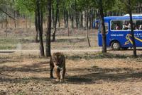 В сафари-парке под Пекином тигры загрызли туристку