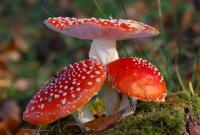 На Днепропетровщине массовое отравление грибами
