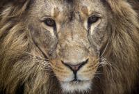 Сотрудникам зоопарка пришлось убить двух львов, чтобы спасти самоубийцу