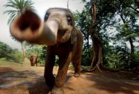 В Индии дикие слоны затоптали четверых человек