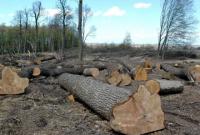 Прокуратура Закарпатья направила в суд обвинительный акт в отношении должностных лиц, которые подделывали документы для экспорта леса