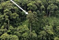 Ученые нашли самое высокое тропическое дерево в мире