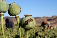 В ООН ожидают резкого роста производство опиума в Афганистане