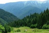 Прокуратура на Закарпатье подала исковое заявление, чтобы запретить сплошную вырубку 700 деревьев