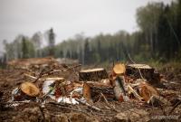 В Украине на треть выросла незаконная вырубка лесов