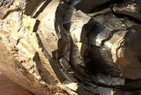 Историческая находка: на Прикарпатье выкопали бивень мамонта