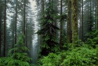 Ученые связали глобальное потепление с новыми хвойными лесами