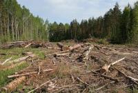 За первые полгода объем незаконной вырубки леса увеличился на 36%