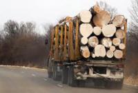 На Львовщине правоохранители прекратили незаконную вырубку карпатских лесов на сумму почти 200 тыс. грн