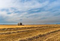 Аграрии нашли еще один рынок сбыта для украинской пшеницы
