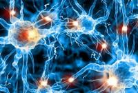 Медики раскрыли секрет восстановления нервных волокон