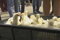 Красный крест привез жителям Донбасса сотни цыплят