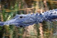 В зоопарке крокодила забили камнями до смерти