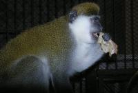 В честь Масленицы обезьян в харьковском зоопарке угостили блинами