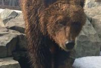 В киевском зоопарке проснулась от спячки бурая медведица (фото)