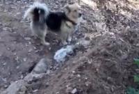 Собачья верность: в Турции пес не смирился со смертью хозяина и охраняет его могилу каждый день (видео)