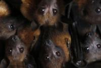В зоне отчуждения нашли девять редких видов летучих мышей