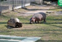 Киевский зоопарк показал, как растет бегемот Лили