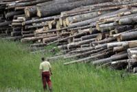 Кабмин сделал шаг к борьбе с контрабандой леса
