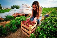 Урожай в Польше некому собирать: украинцам могут упростить трудоустройство