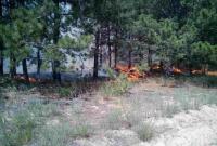 В Херсонской области локализировали масштабный лесной пожар