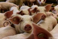 В Китае уничтожили 38000 свиней из-за вспышек вируса африканской чумы