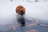 Спасатели призывают украинцев не выходить на замерзшие водоемы