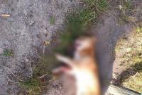 На Житомирщине компания мажоров расстреляла собаку, полиция открыла дело