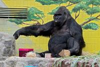 Единственной горилле в Украине исполнилось 45 лет