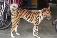 Фермер из Индии перекрасил свою собаку в тигра, чтобы отпугивать обезьян